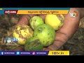 నిమ్మ తోటల్లో గజ్జి తెగులు నివారణ చర్యలు prevention of rotting in lemon trees matti manishi