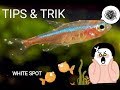 Tips & trik basmi bintik putih 'white spot' pada ikan hias anda