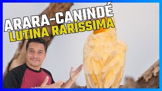 ARARA CANINDE RARÍSSIMA LUTINA.