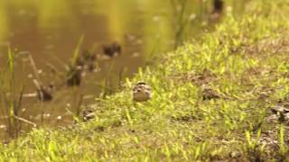 サルハマシギ 奄美の野鳥 Curlew sandpiper 彎嘴濱鷸