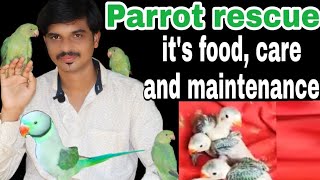 Parrot rescue| Dancing parrot| Indian ring neck Parrot| Parrot food, care and maintenance|