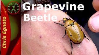 Amazing grapevine beetle followed by a monster with wings!