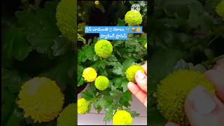 గ్రీన్ చామంతి 2 రకాలు  మొగ్గలతో dispach #shorts #chamanthi #chrysanthemums #saplings  #gardening