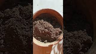 How to make potting soil ||টবের মাটি তৈরি|| gardening tips -1 #shorts @Boby-Sarkar