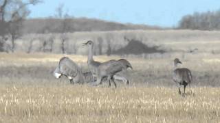 approx 25 Sandhill Cranes between Duval and Cymric Sask Canada Apr 20/16