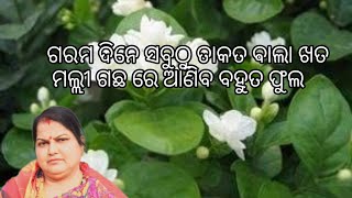 ଗରମ ଦିନେ ସବୁଠୁ ତାକତ ଵାଲା ଖତ ମଲ୍ଲୀ ଗଛ ରେ ଆଣିବ ବହୁତ ଫୁଲ #fertilizer #jasmine plant