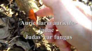 Judas' ear fungus - Júdás fafüle gomba