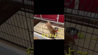 おもしろカワイイ癒しの柴犬 #shorts ＃柴犬 #カワイイ #面白い #shiba inu #funny dog