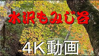 【水沢もみじ谷】【紅葉】4K動画でお届けします！