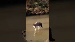 Beautiful cats that love skating”😂😹