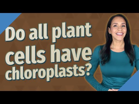 Do banana cells have chloroplasts?