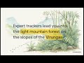 Small Group Rwanda Gorilla Adventure Safari – 4 Days  Rwandas Gentle Giants - Explainer