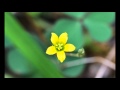 Maher zain Feat. Mesut Kurtis - Subhana Allah