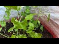 athalakkai plant in my terrace garden terracegarden