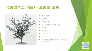 유칼립투스 비염 연고 만들기