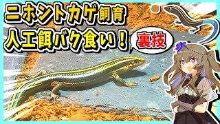 【裏技！】これまで一度も人工餌を食べたことがないニホントカゲに裏技を使ったらバクバク食べた！！！🦎【ブレンドフード・レオパドライ・爬虫類・飼育・ニホントカゲ・VOICEVOX実況】