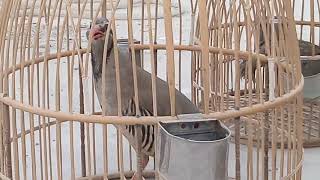 Chakar Partridge Birds Farms | Chakor Partridge | Chukor | keklik 2018