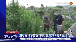 租菜園種菜掩護! 櫛瓜農種268棵大麻遭起訴｜TVBS新聞 @TVBSNEWS01