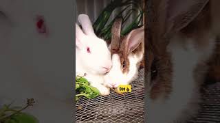 They Found Peace
