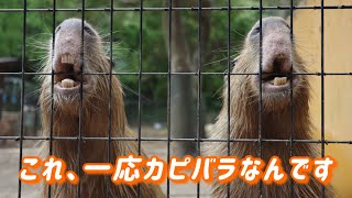 カピバラかと思ったらモンスターだった【埼玉県こども動物自然公園】