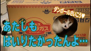 【LOVE】猫が好きそうな具合にダンボールを工作した結果、猫がかわいかった笑　ハッピーバレンタイン♡