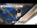 １０年に一度の最強寒波襲来！－13度の中、野良猫たちは…。