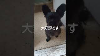 散歩終わりの波平 #ポメプー #愛犬 #愛犬と散歩