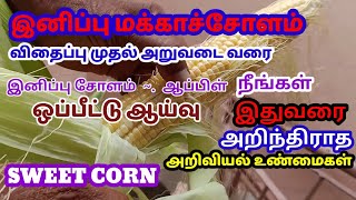 Sweet Corn || Sugar Corn || இனிப்பு மக்காச்சோளம் தமிழில்.