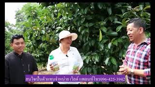 สมัครสมาชิก ​เป็นตัวแทนจำหน่าย เวิลด์ แพลนท์ World plant คู่หูมหัศจรรย์  096-425-3942