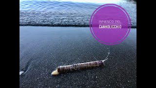 Innesco del CANNOLICCHIO intero per big ORATE - Pesca all'orata / Razor clam for sea bream fishing