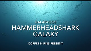 Hammerhead Sharks Galaxy in Galápagos