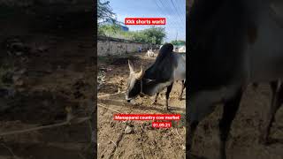 மணப்பாறை மாட்டு சந்தைக்கு ஜல்லிகட்டு காளைகளும் வருகை||manapparai country cow market #shorts