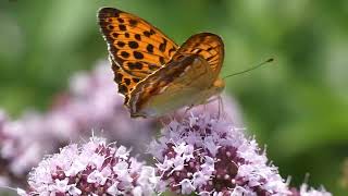 Eastern Silverstripe Butterfly Visits Oregano Flowers for Nectar 240fps