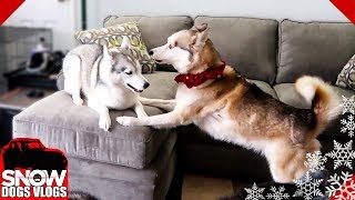 Husky goes CRAZY over New Couch!