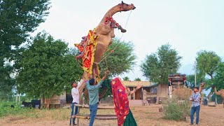 बादल ने तो आज कमाल ही कर दिया || New Rajasthani Camel Dance || #rajasthanidance #priyanshu #unt