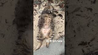 警戒心の無さすぎる野良猫がこちらです #shorts #野良猫 #catvideo #にゃーちゃん