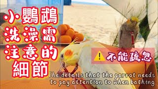 小鸚鵡洗澡需注意的細節，絕不能疏忽【玄五和鳳九】The details that the parrot needs to pay attention to when bathing