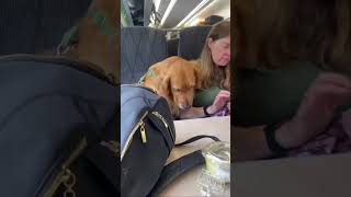 When strangers fall in love with your Golden Retriever on train rides ❤️❤️