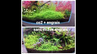 Different plants with or without co2 and fertilizers