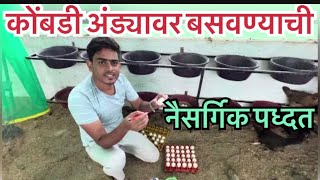 कोंबडी नैसर्गिक पद्धतीने अंड्यावर कशी बसवायची / desi murgi palan / gavran kombdi palan / dwit farm