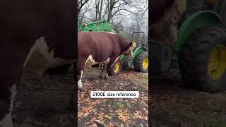 Rufus compared to a tractor 5100e￼ #rufusthebull #cow #farmlife