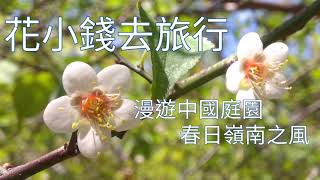 嶺南之風春日漫遊：梅花、葉子花、山茶、竹林與水景【香港賞花】