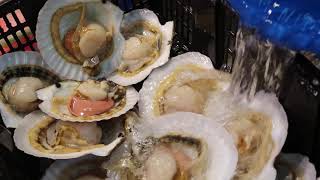 How to Open \u0026 Clean Scallops 如何開啟 北海道 帆立貝 Giant Ezo Scallop元貝 扇貝 聯和墟 祥興海鮮