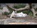 【ホワイトタイガー・トラ】可愛いトラたち🐯　2023 1 12　とべ動物園