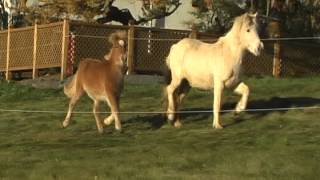 Foals bred at Geitaskarð, born in 2010