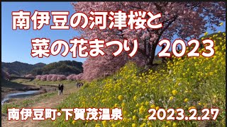 南伊豆町の河津桜と菜の花まつり　2023