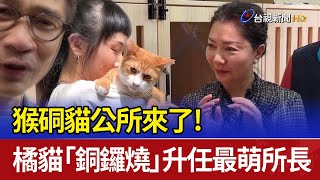 猴硐貓公所來了！ 橘貓「銅鑼燒」升任最萌所長