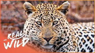 How Do You Track The Smartest Big Cat? | Leopard Documentary | Real Wild
