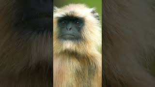 चीन में एक बंदर 19 लाख रुपये का [China: Lab Monkey Now Cost ₹1.9 Million, What's Driving the Surge?]