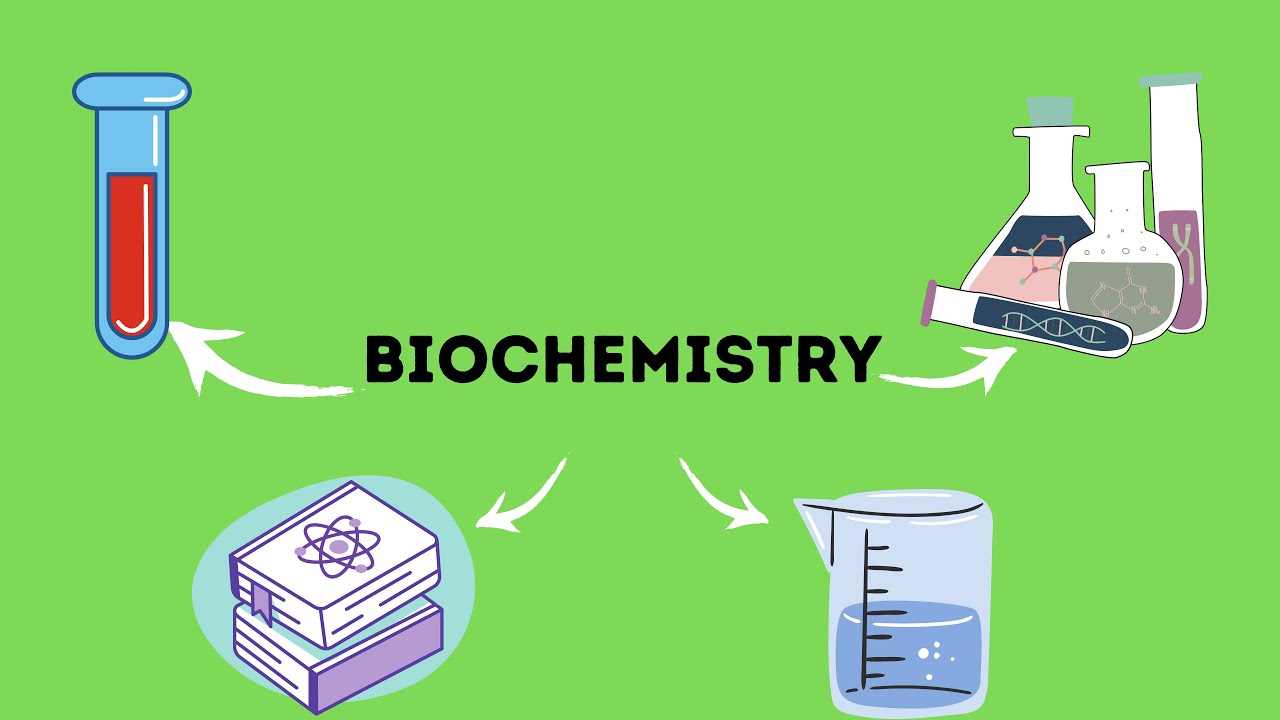 Biochemistry /lec 3 Part 1 Vit B2_ B7 _B5 / Muntadhar Hadwan - YouTube